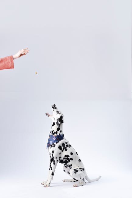 Comparing the Effectiveness of High-Value and Low-Value Rewards in Dog Training
