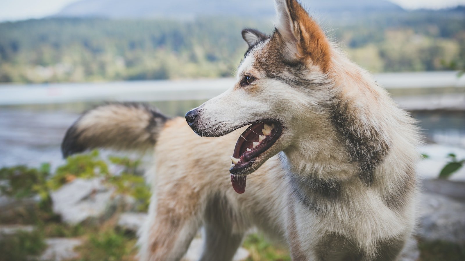 Understanding the ‌Essential‌ Minerals ‌for ⁤Optimal ​Canine ​Performance