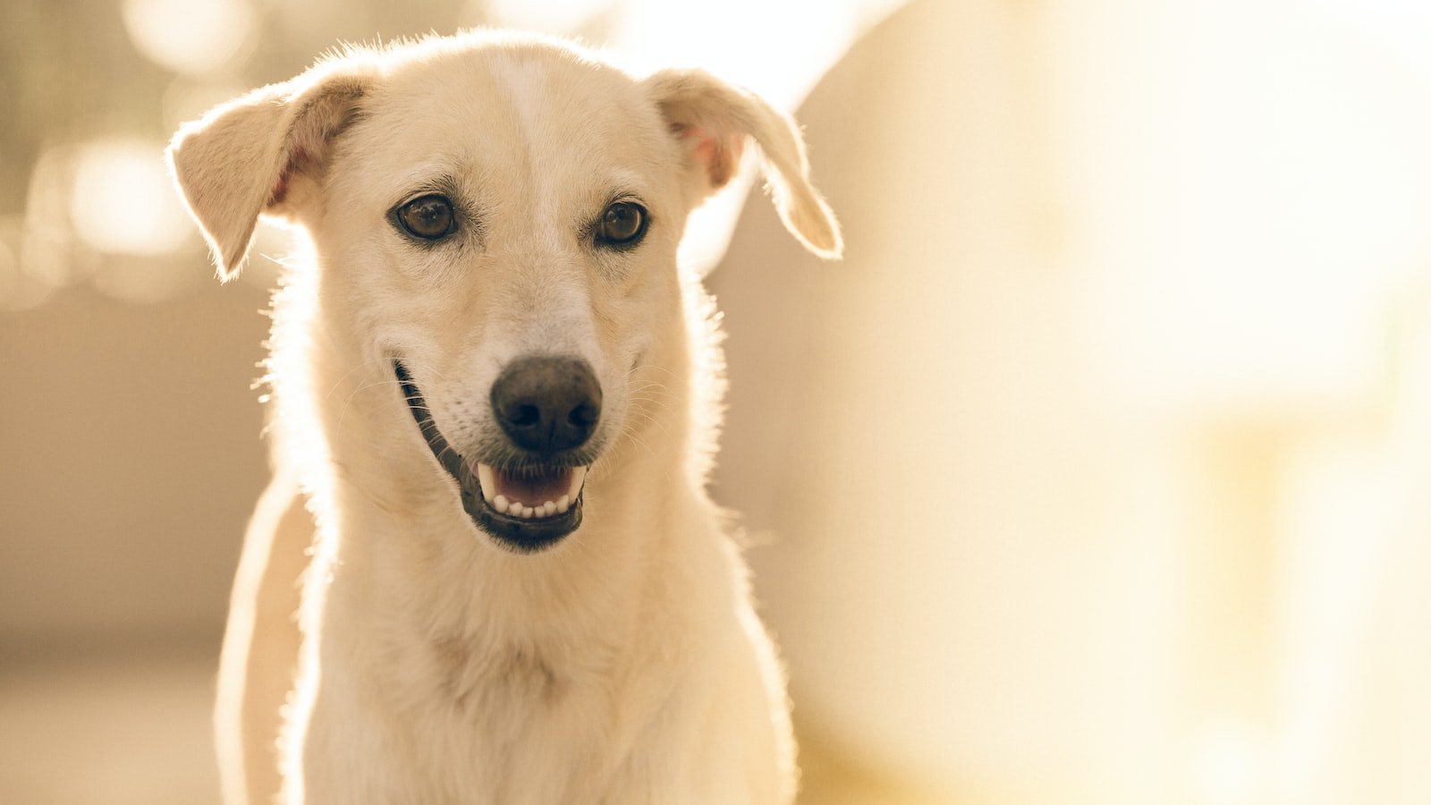 Understanding Dog Training Regression