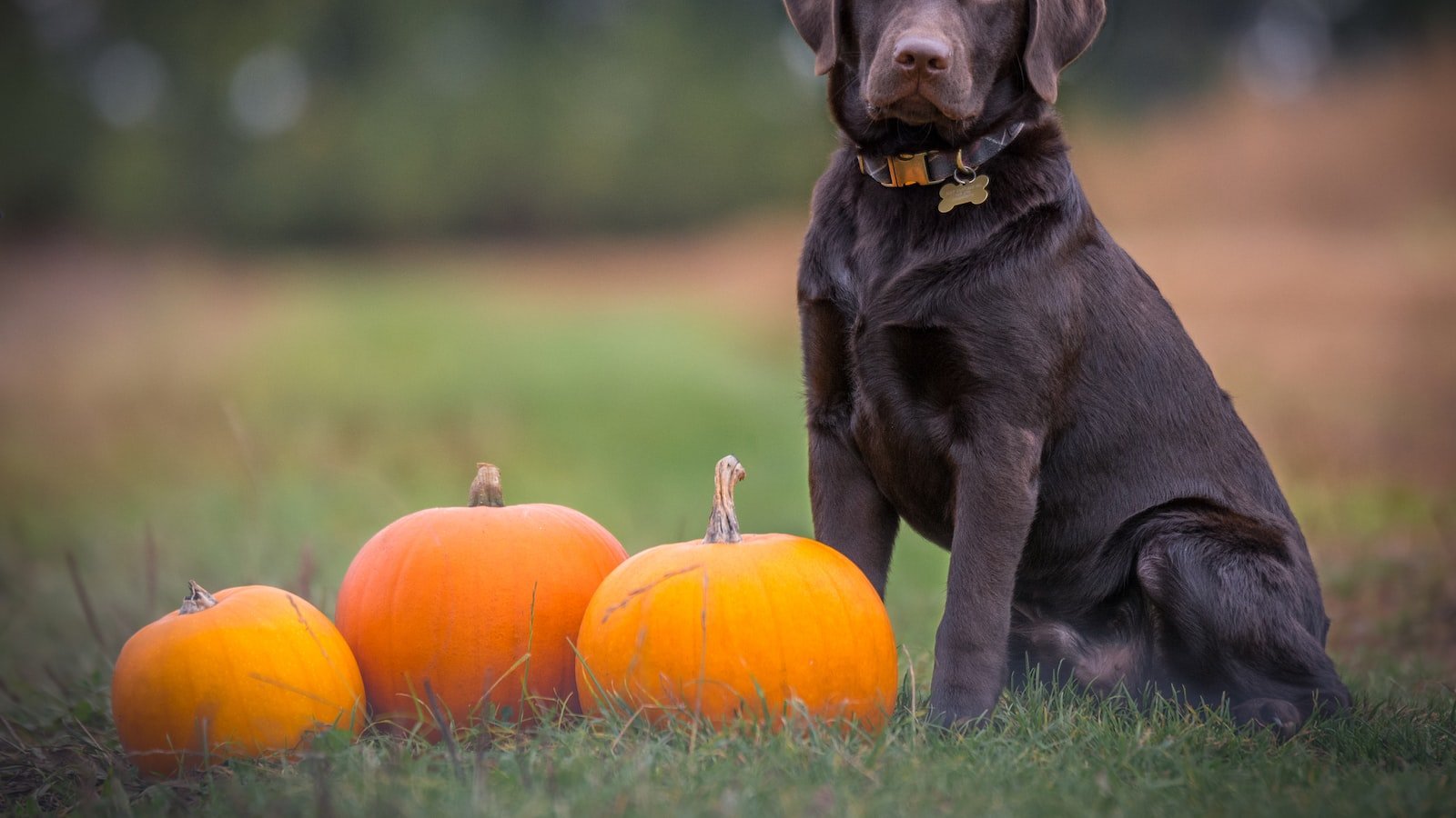 The Foundation of Police⁣ Dog Training:​ Obedience ⁢and ⁤Discipline