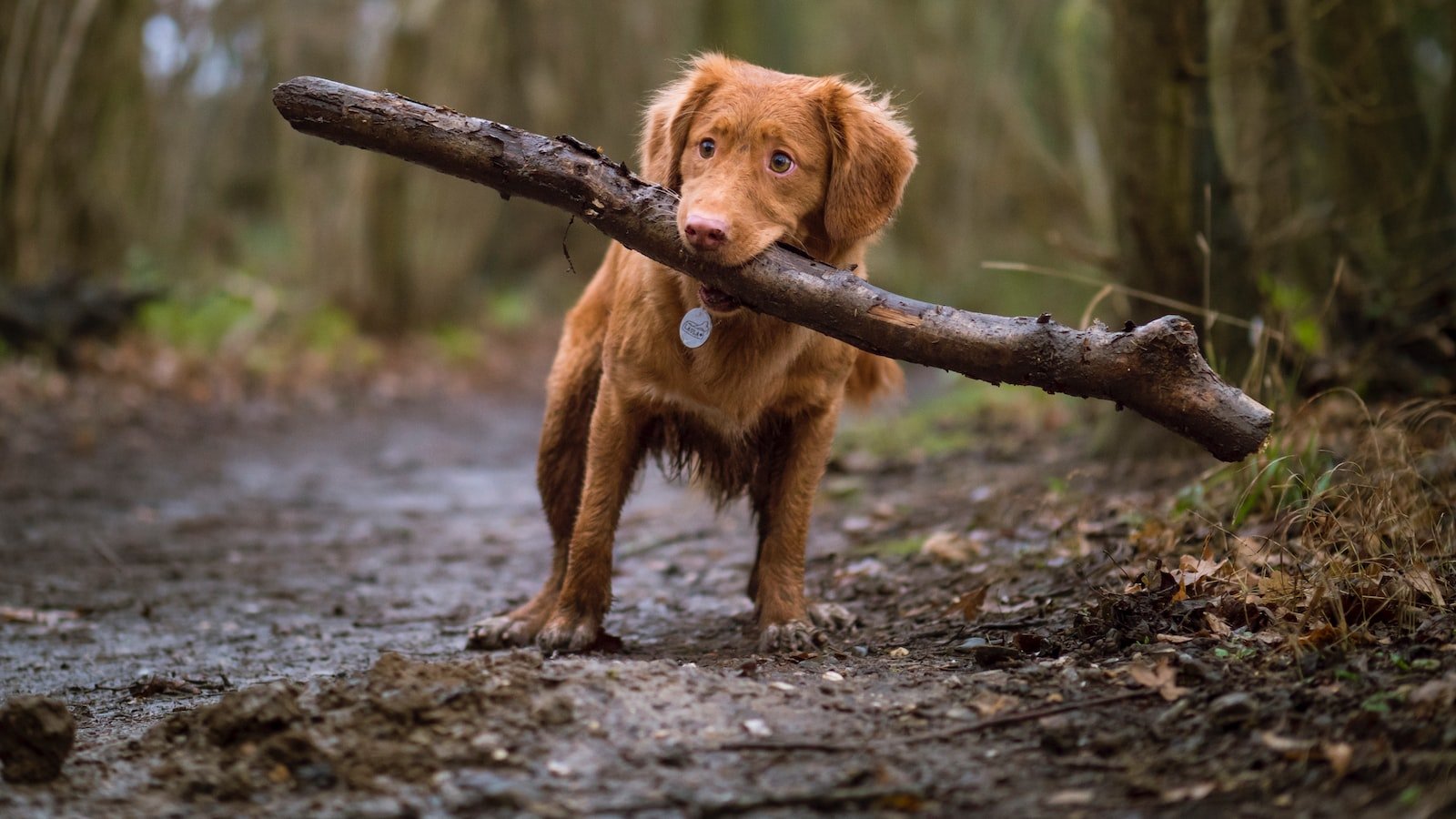 Developing a Strong Bond: Building Trust and Communication with Your Dog