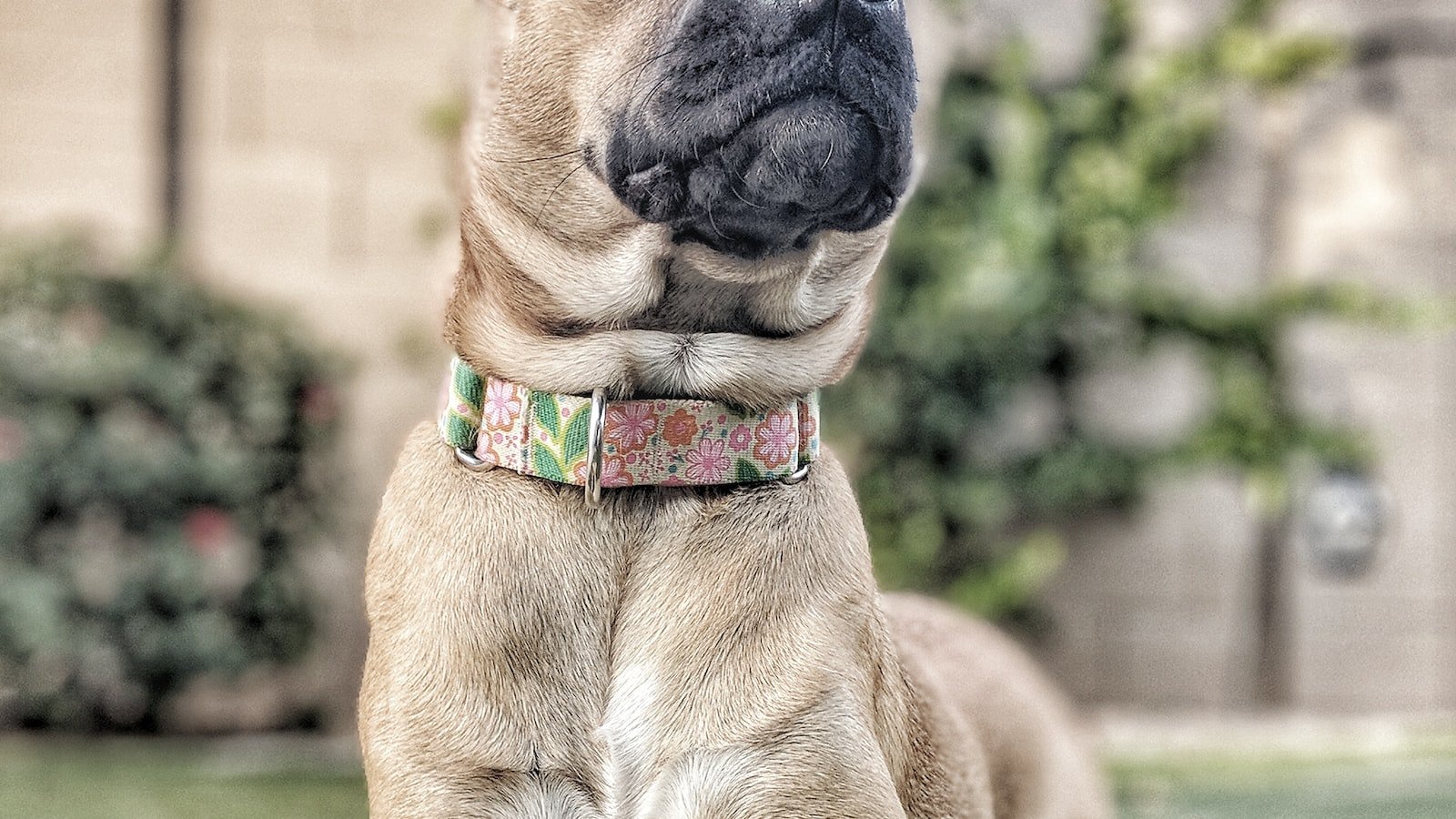 Understanding the Purpose of a Martingale Collar for Dog Training