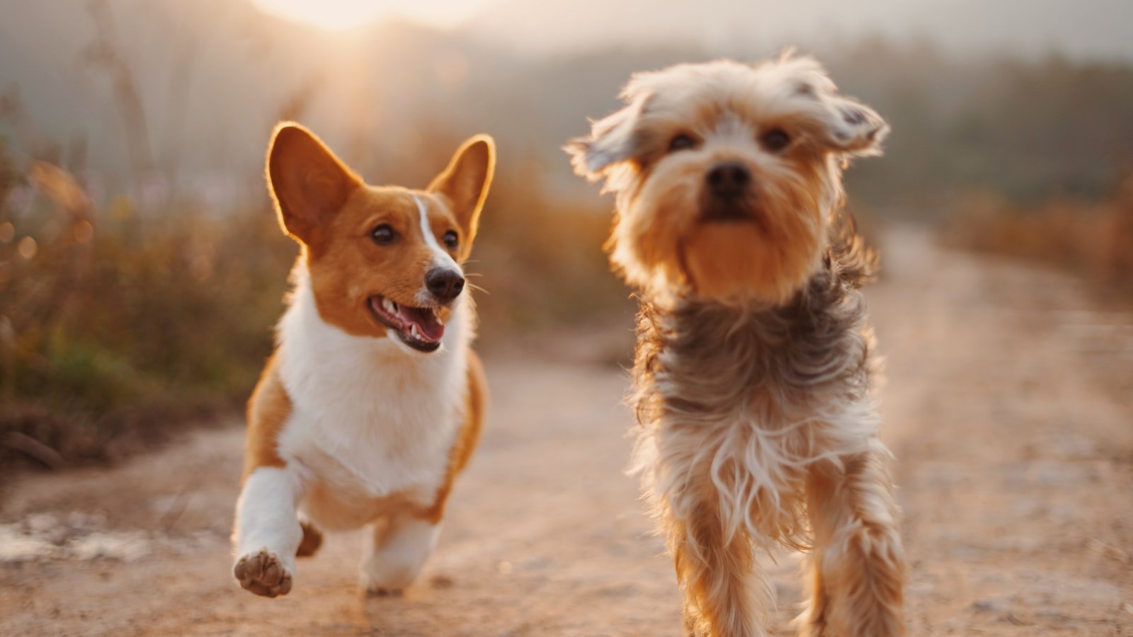 Setting the Foundation: Building a Strong Bond with Your Dog