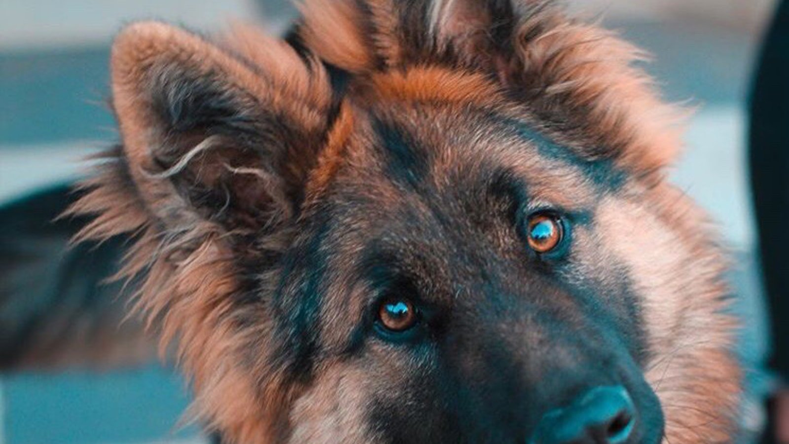 Preparing Your Dog for Tracking Trials: ⁣Building the Foundation ‌for Success