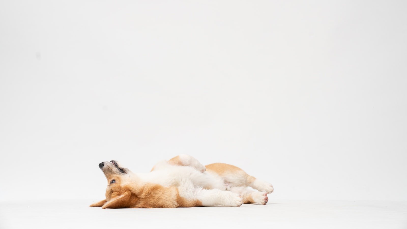 Teaching​ Your Dog⁣ the Basics of a​ Salute Gesture