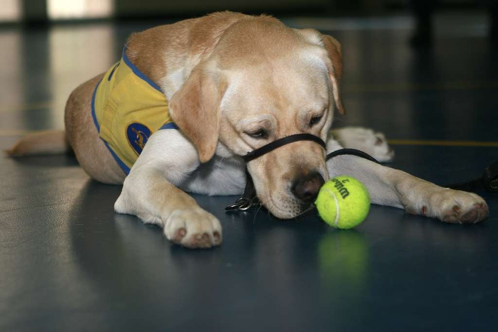 Harnessing the Power of Play: Unleashing‍ the True Potential⁣ in ⁤your Canine Companion