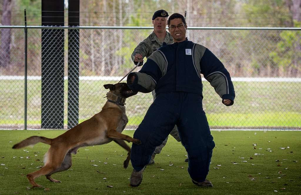 The ​Impact ⁣of Caloric Intake on Canine Training Performance