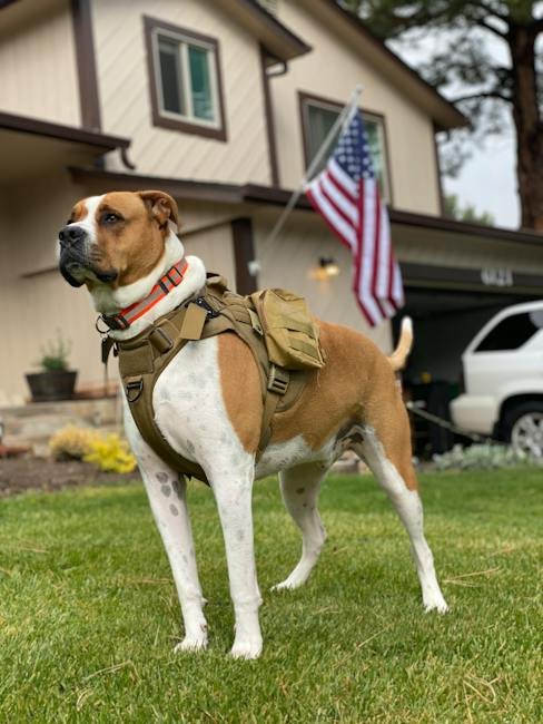 The Importance of Certification in Service Dog Training
