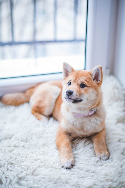Creating‌ a Safe and Calm ‌Environment ​for⁣ Your Dog