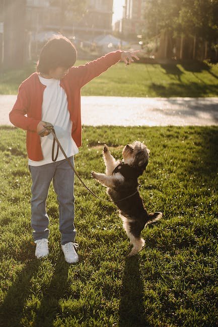 Understanding the Different Types ‍and Materials of Dog Training⁢ Leashes